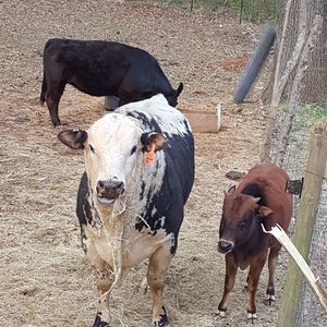 Meet your Posher, Mario